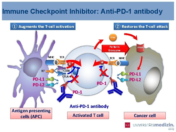Immune Checkpoint Inhibitor: Anti-PD-1 antibody ① Augments the T-cell activation ② Restores the T-cell
