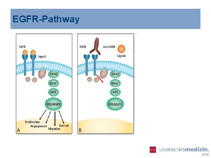 EGFR-Pathway 