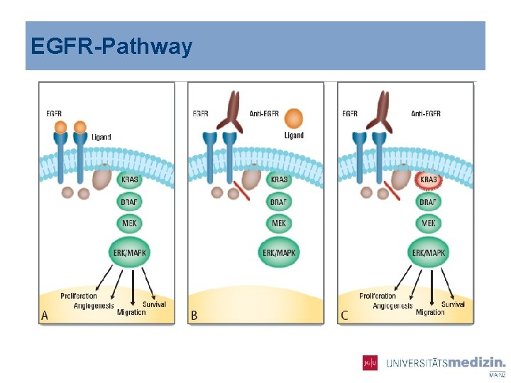 EGFR-Pathway 