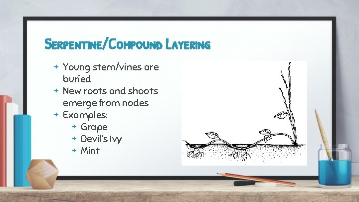 Serpentine/Compound Layering + Young stem/vines are buried + New roots and shoots emerge from