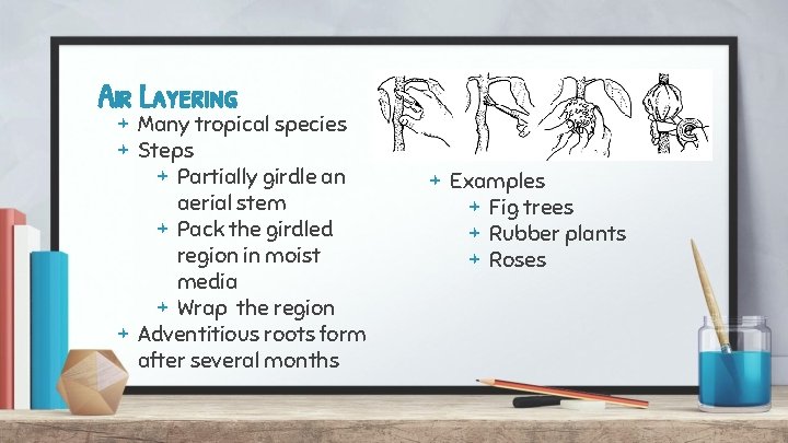 Air Layering + Many tropical species + Steps + Partially girdle an aerial stem