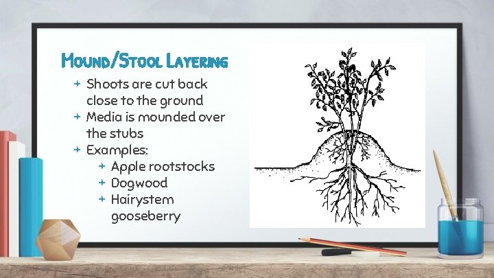 Mound/Stool Layering + Shoots are cut back close to the ground + Media is