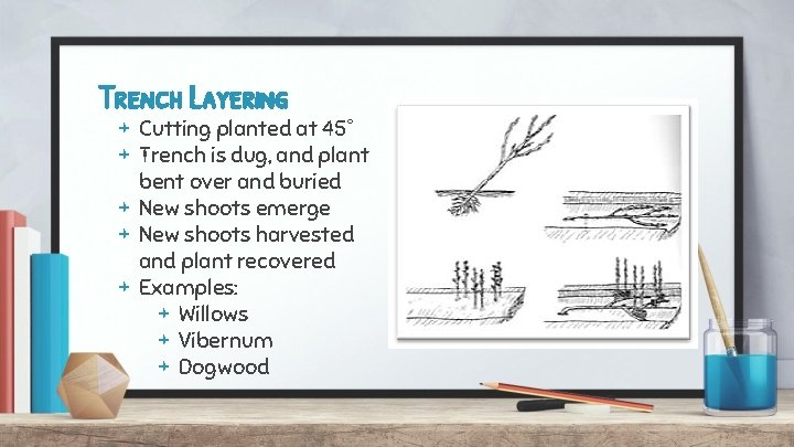 Trench Layering + Cutting planted at 45° + Trench is dug, and plant bent