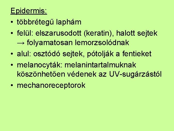 Epidermis: • többrétegű laphám • felül: elszarusodott (keratin), halott sejtek → folyamatosan lemorzsolódnak •
