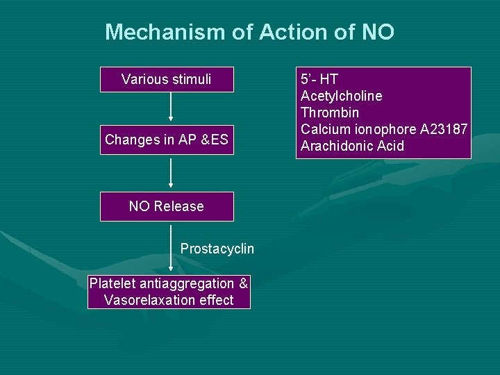 Mechanism of Action of NO Various stimuli Changes in AP &ES NO Release Prostacyclin