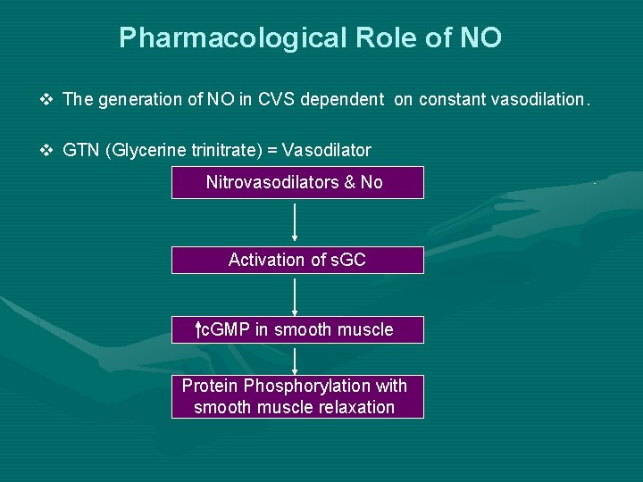 Pharmacological Role of NO v The generation of NO in CVS dependent on constant