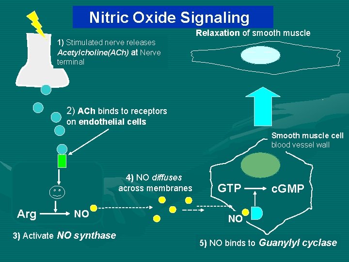 Nitric Oxide Signaling Relaxation of smooth muscle 1) Stimulated nerve releases Acetylcholine(ACh) at Nerve