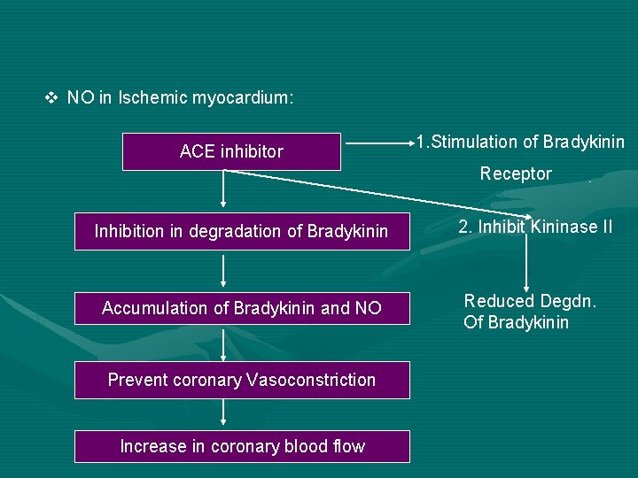 v NO in Ischemic myocardium: ACE inhibitor 1. Stimulation of Bradykinin Receptor Inhibition in
