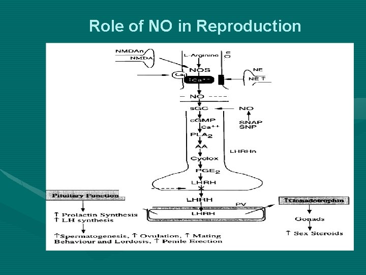 Role of NO in Reproduction 