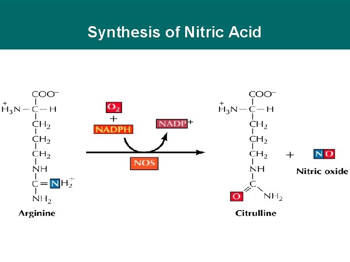 Synthesis of Nitric Acid 