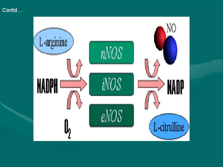 Nitric Oxide as a Unique Bioactive Signaling Messenger
