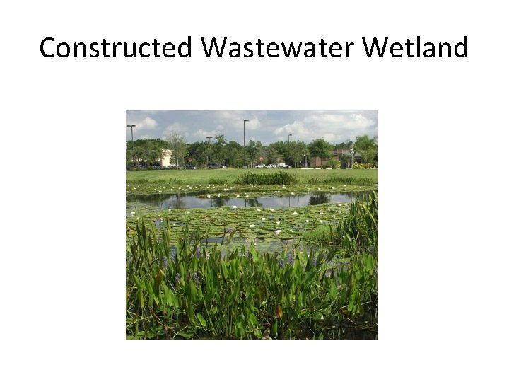 Constructed Wastewater Wetland 