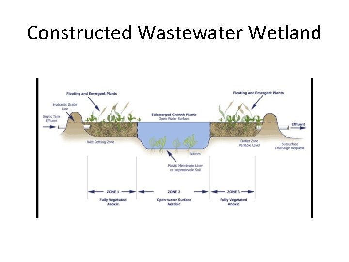 Constructed Wastewater Wetland 