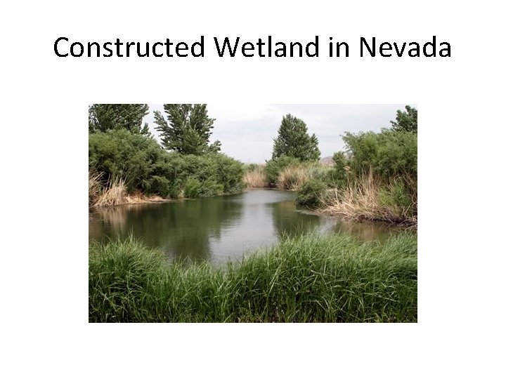 Constructed Wetland in Nevada 