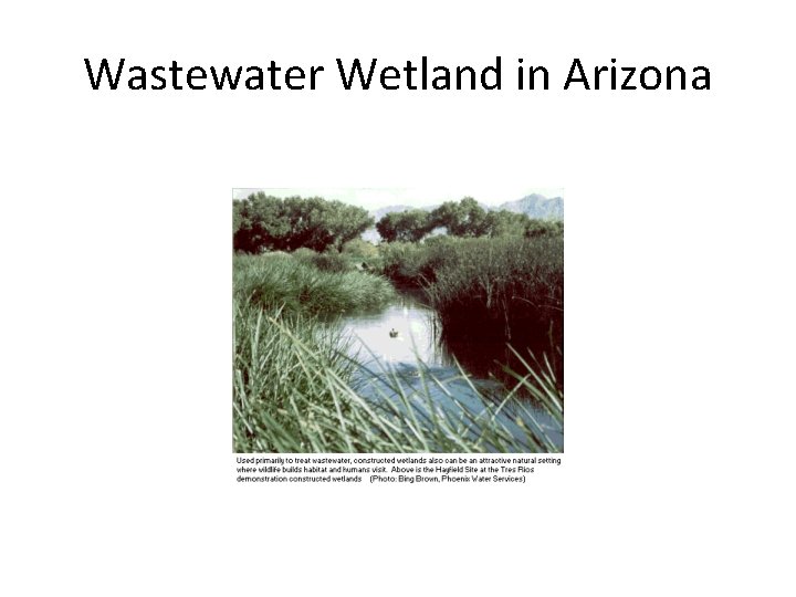 Wastewater Wetland in Arizona 