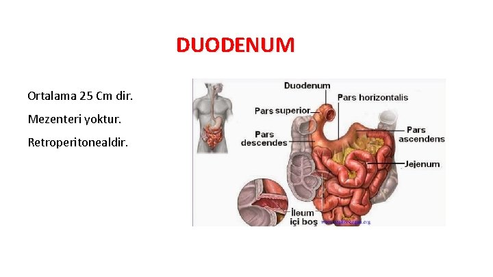 DUODENUM Ortalama 25 Cm dir. Mezenteri yoktur. Retroperitonealdir 