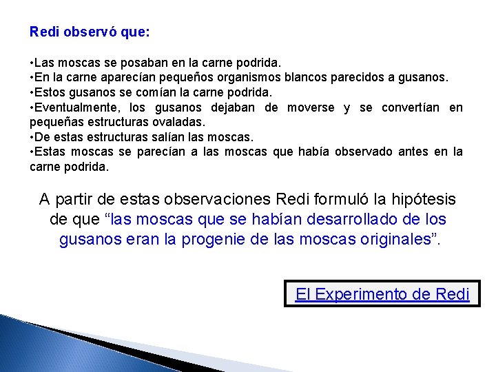 Redi observó que: • Las moscas se posaban en la carne podrida. • En