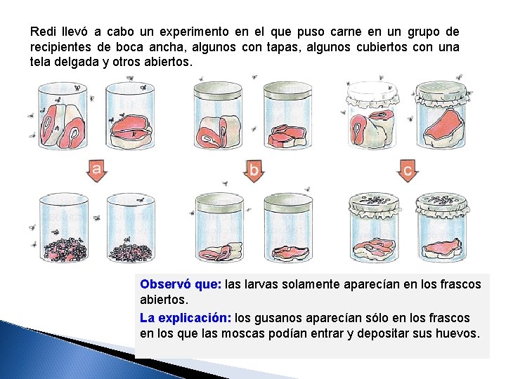 Redi llevó a cabo un experimento en el que puso carne en un grupo
