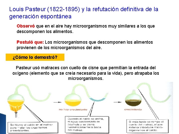 Louis Pasteur (1822 -1895) y la refutación definitiva de la generación espontánea Observó que