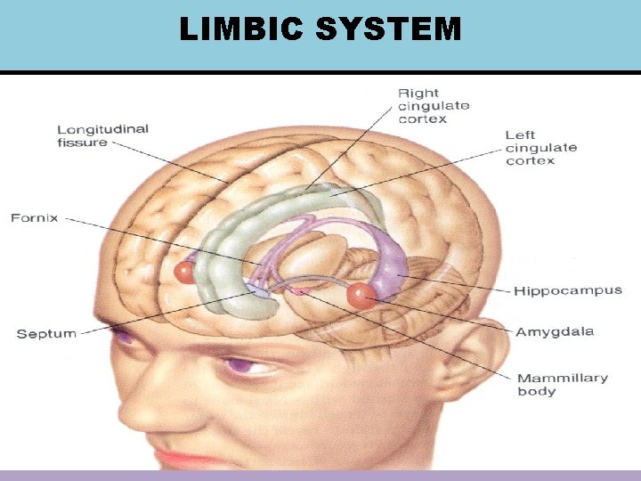 LIMBIC SYSTEM 