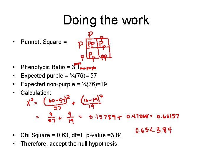 Doing the work • Punnett Square = • • Phenotypic Ratio = 3: 1