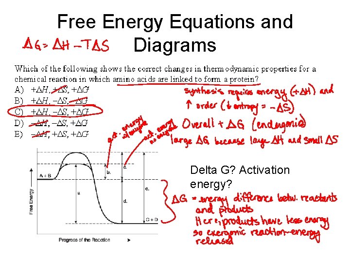 Free Energy Equations and Diagrams Delta G? Activation energy? 