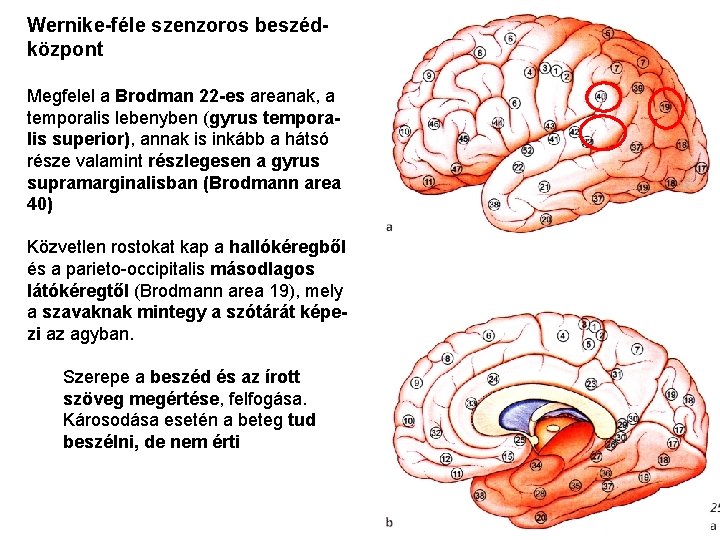 Wernike-féle szenzoros beszédközpont Megfelel a Brodman 22 -es areanak, a temporalis lebenyben (gyrus temporalis