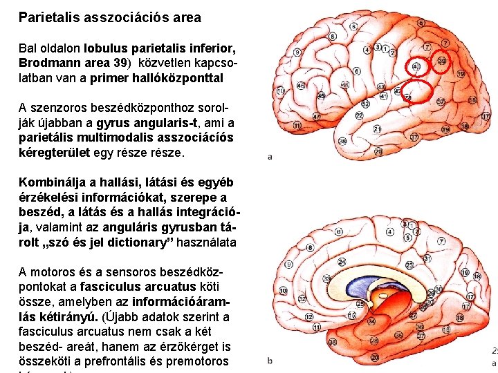 Parietalis asszociációs area Bal oldalon lobulus parietalis inferior, Brodmann area 39) közvetlen kapcsolatban van