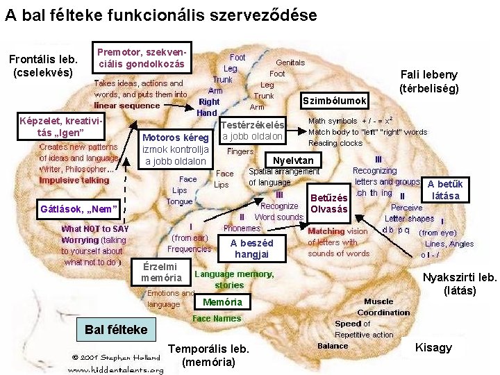 A bal félteke funkcionális szerveződése Frontális leb. (cselekvés) Premotor, szekvenciális gondolkozás Fali lebeny (térbeliség)