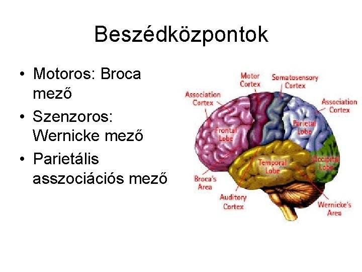 Beszédközpontok • Motoros: Broca mező • Szenzoros: Wernicke mező • Parietális asszociációs mező 