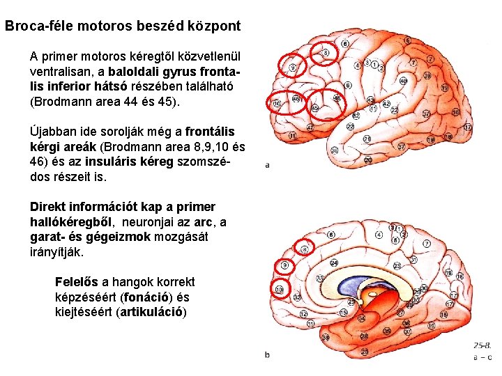 Broca-féle motoros beszéd központ A primer motoros kéregtől közvetlenül ventralisan, a baloldali gyrus frontalis