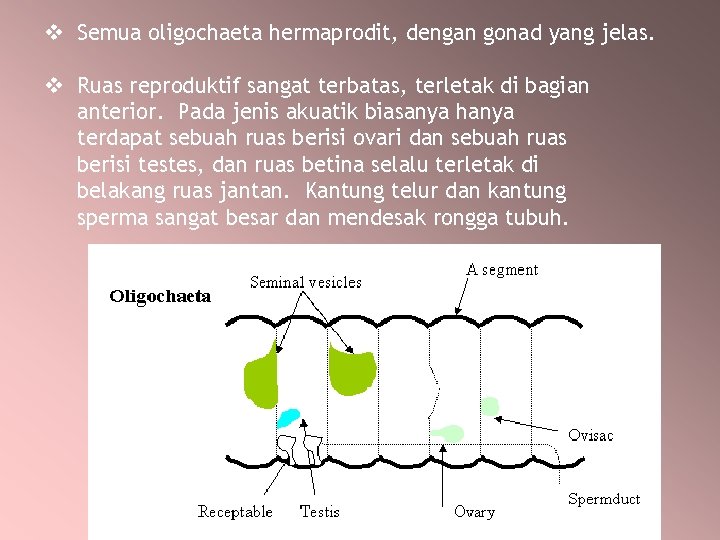 v Semua oligochaeta hermaprodit, dengan gonad yang jelas. v Ruas reproduktif sangat terbatas, terletak