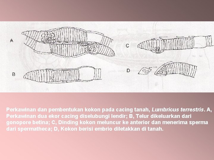 Perkawinan dan pembentukan kokon pada cacing tanah, Lumbricus terrestris. A, Perkawinan dua ekor cacing