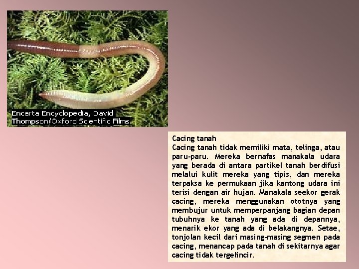 Cacing tanah tidak memiliki mata, telinga, atau paru-paru. Mereka bernafas manakala udara yang berada Cacing tanah tidak memiliki mata, telinga, atau paru-paru. Mereka bernafas manakala udara yang berada
