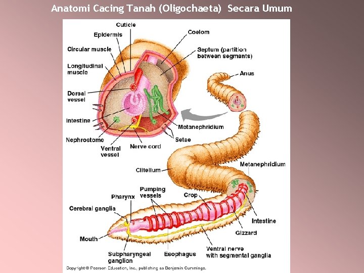 Anatomi Cacing Tanah (Oligochaeta) Secara Umum 