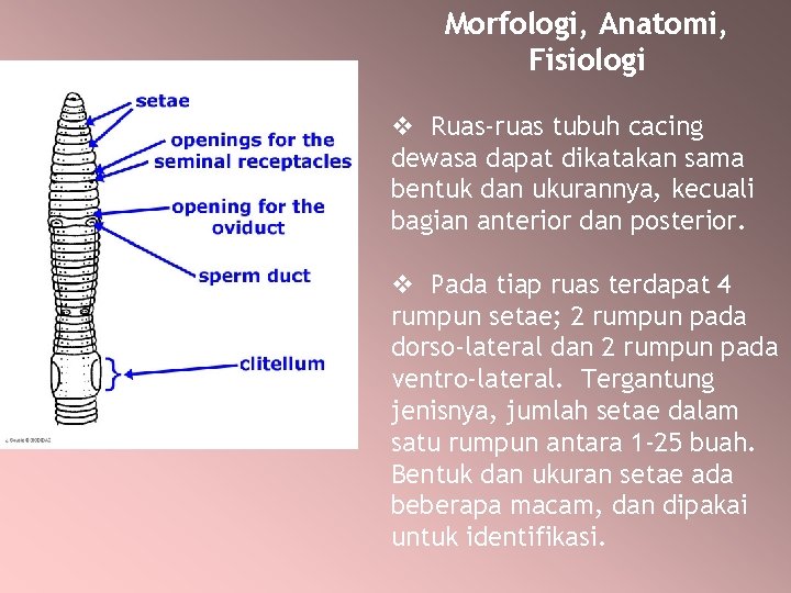 Morfologi, Anatomi, Fisiologi v Ruas-ruas tubuh cacing dewasa dapat dikatakan sama bentuk dan ukurannya,