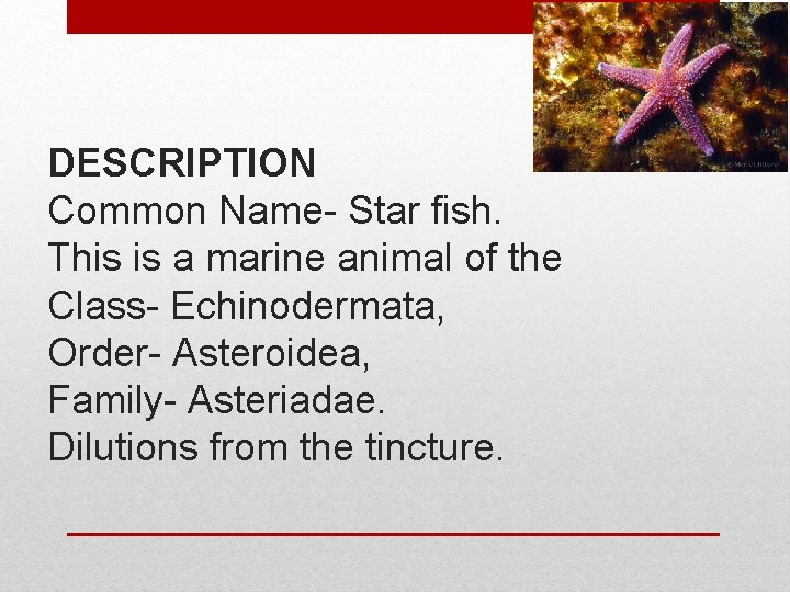 DESCRIPTION Common Name- Star fish. This is a marine animal of the Class- Echinodermata,