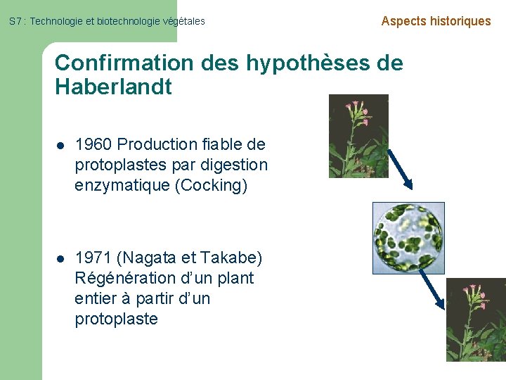 S 7 : Technologie et biotechnologie végétales Aspects historiques Confirmation des hypothèses de Haberlandt