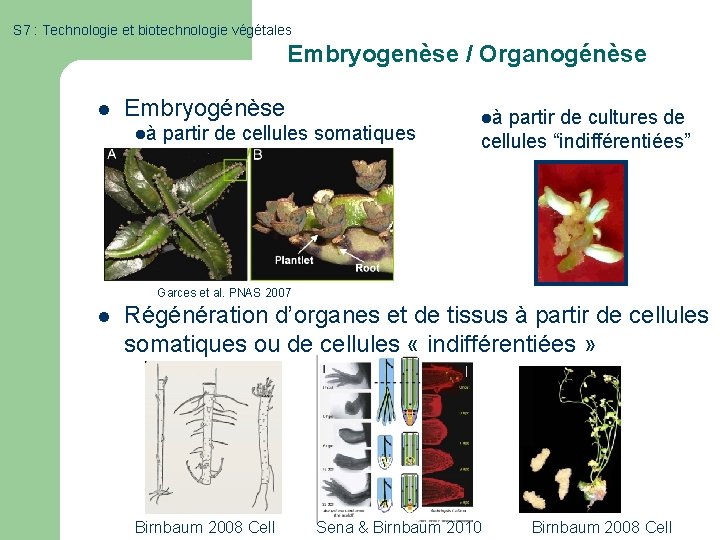 S 7 : Technologie et biotechnologie végétales Embryogenèse / Organogénèse l Embryogénèse là partir