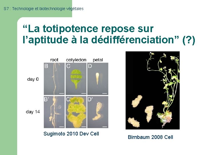 S 7 : Technologie et biotechnologie végétales “La totipotence repose sur l’aptitude à la