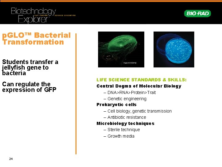 p. GLO™ Bacterial Transformation Students transfer a jellyfish gene to bacteria Can regulate the