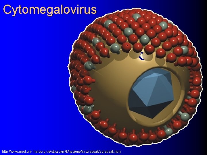 Cytomegalovirus http: //www. med. uni-marburg. de/stpg/ukm/lt/hygiene/viro/radsak/agradsak. htm 