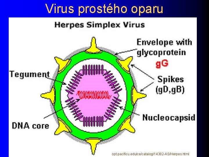 Virus prostého oparu opt. pacificu. edu/ce/catalog/14382 -AS/Herpes. html 