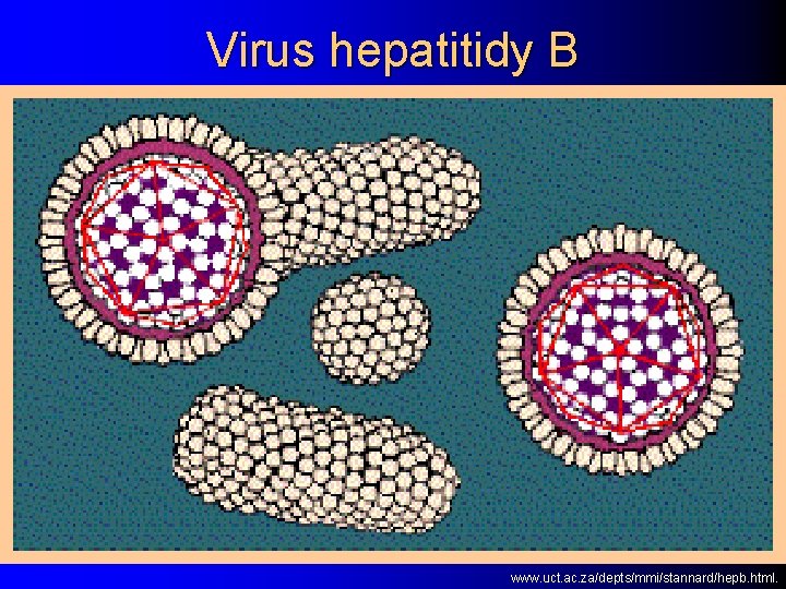 Virus hepatitidy B www. uct. ac. za/depts/mmi/stannard/hepb. html. 