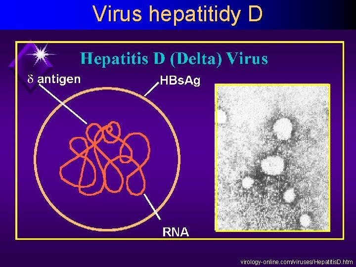 Virus hepatitidy D virology-online. com/viruses/Hepatitis. D. htm 