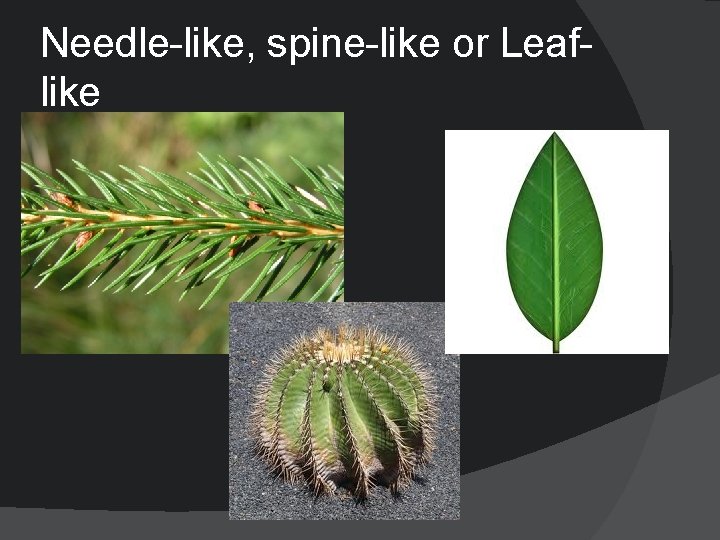 Needle-like, spine-like or Leaflike 