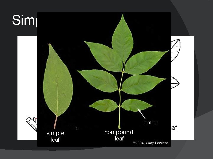 Simple or compound 