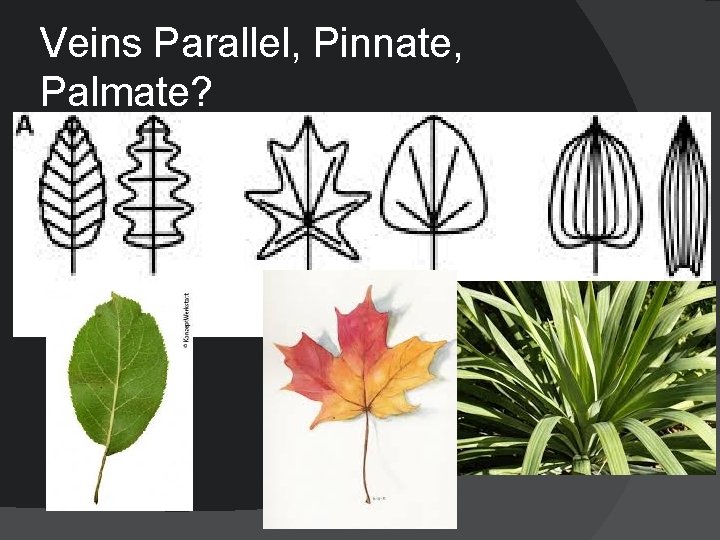 Veins Parallel, Pinnate, Palmate? 