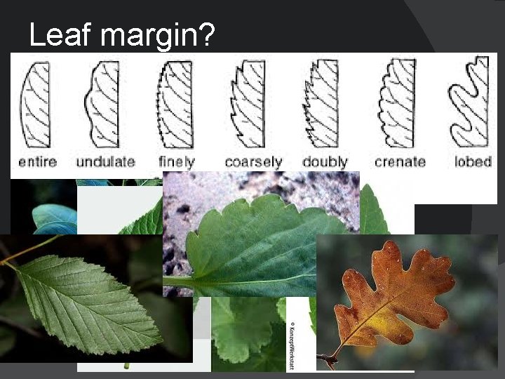 Leaf margin? 