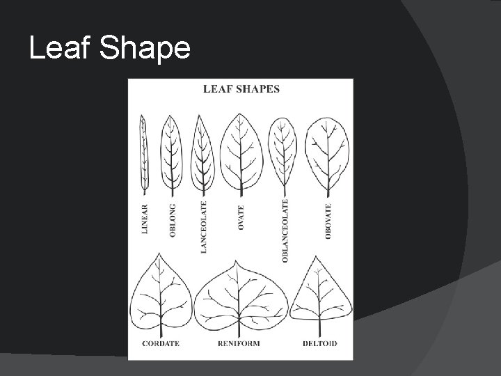 Leaf Shape 